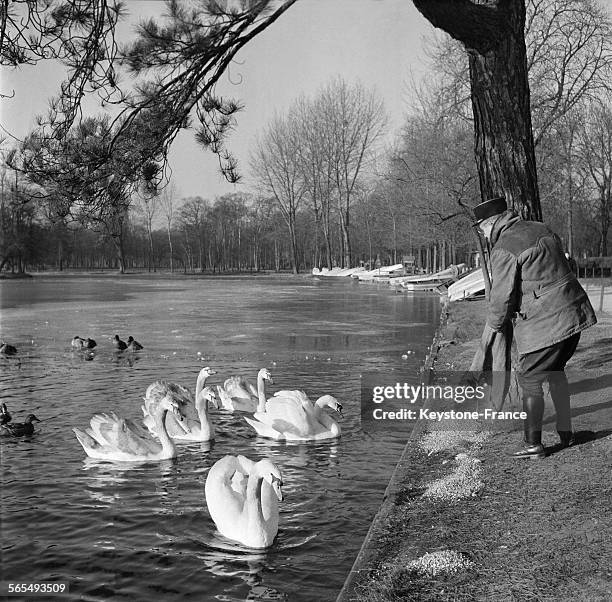 Sur le Lac Daumesnil du Bois de Vincennes en partie gelé, un homme nourrit les canards et les cygnes, à Paris, France le 18 janvier 1957.