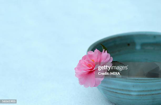 camellia in a bowl, close-up - wabi sabi 個照片及圖片檔
