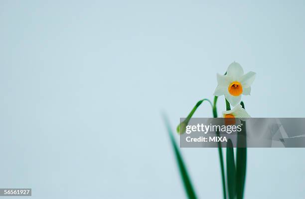 daffodils, close-up - wabi sabi 個照片及圖片檔
