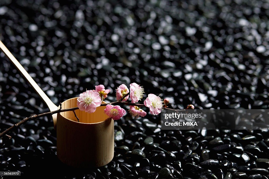 Japanese plum and a ladle