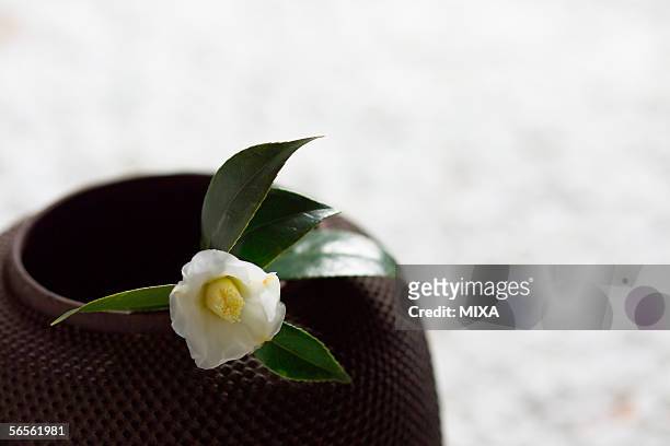 camellia on tea pot, close-up - wabi sabi 個照片及圖片檔