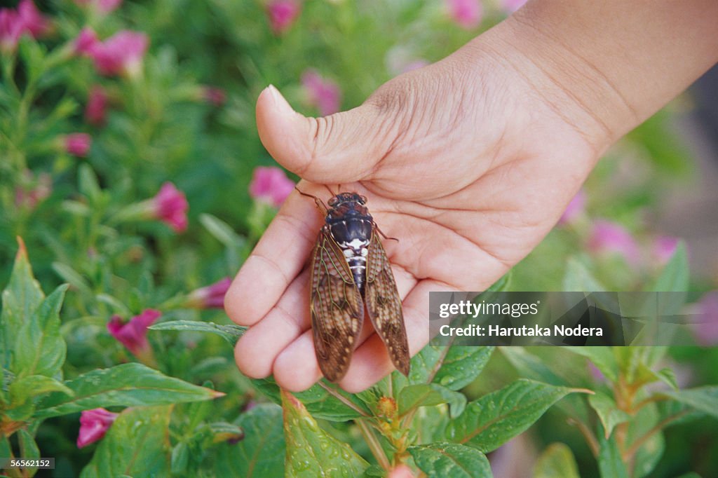 Cicada in boy's hand