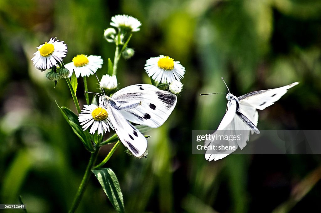 Cabbage Butterfly's approaching to other one.