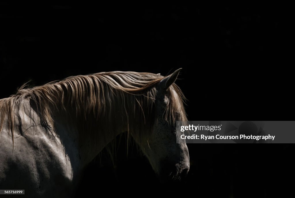 White Stallion - Black Background