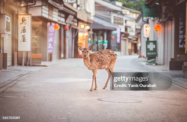 deer in the street of miyajima itsukushima island - miyajima stock-fotos und bilder