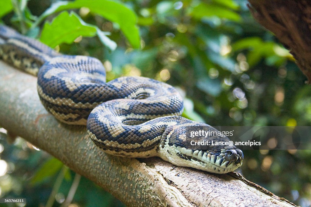 Carpet python on tree branch headshot