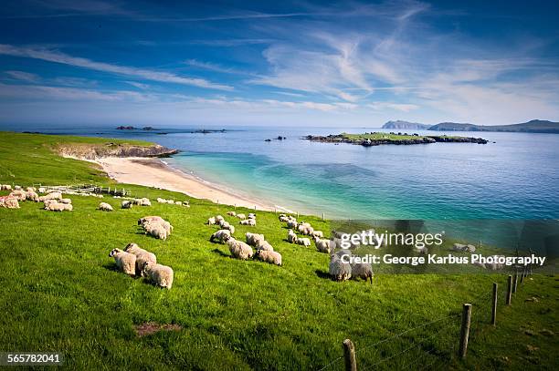 sheep grazing on hillside, blasket islands, county kerry, ireland - county kerry stock pictures, royalty-free photos & images