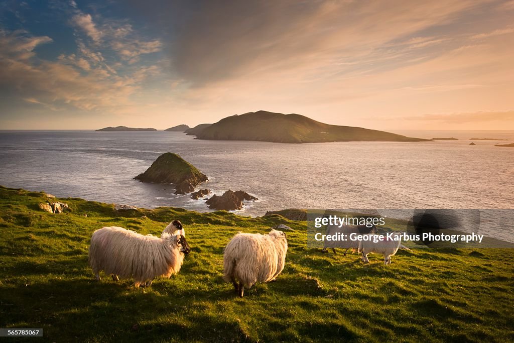 Sheep grazing on hillside, Blasket islands, County Kerry, Ireland