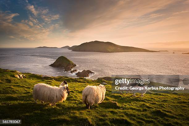 sheep grazing on hillside, blasket islands, county kerry, ireland - kerry ireland stock pictures, royalty-free photos & images