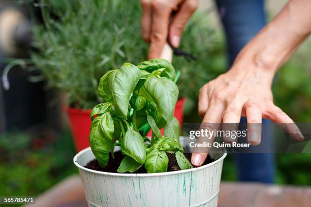 cropped view of hands planting basil in plantpot - kräutergarten stock-fotos und bilder