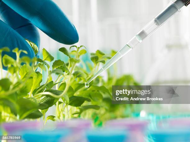 hand of scientist pipetting experimental chemical into laboratory seedling tray - agriculture research stock pictures, royalty-free photos & images