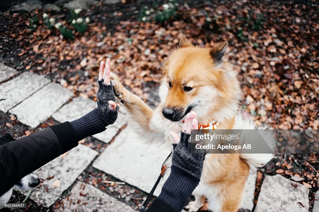 Cropped image of hands touching Eurasier rearing up at park