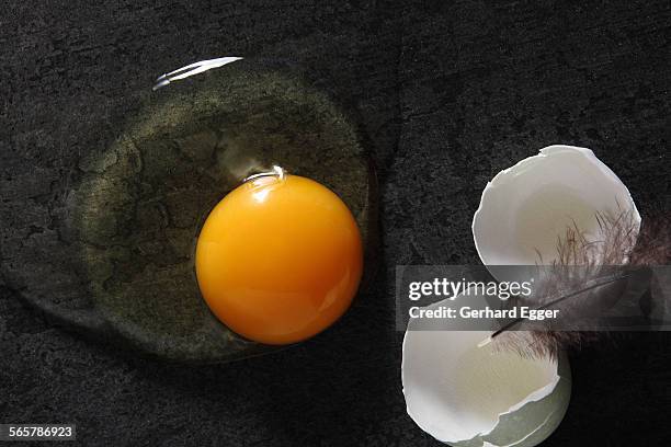 fresh free range egg - gerhard egger stock-fotos und bilder