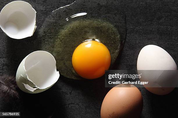 fresh eggs - gerhard egger stock-fotos und bilder