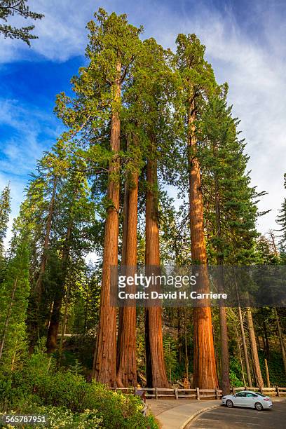 kings canyon national park, california - giant sequoia stock-fotos und bilder