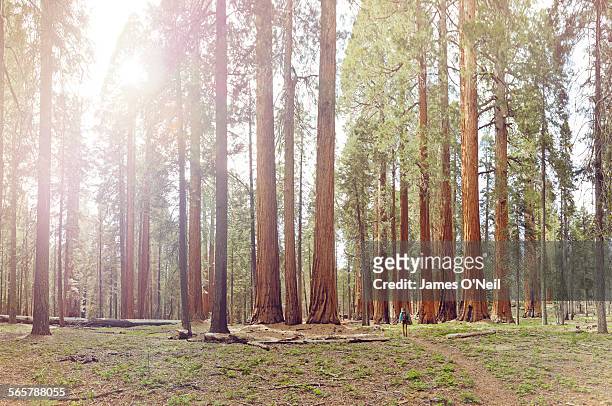 lone female hiker in giant sequoia forest - sequoia stockfoto's en -beelden