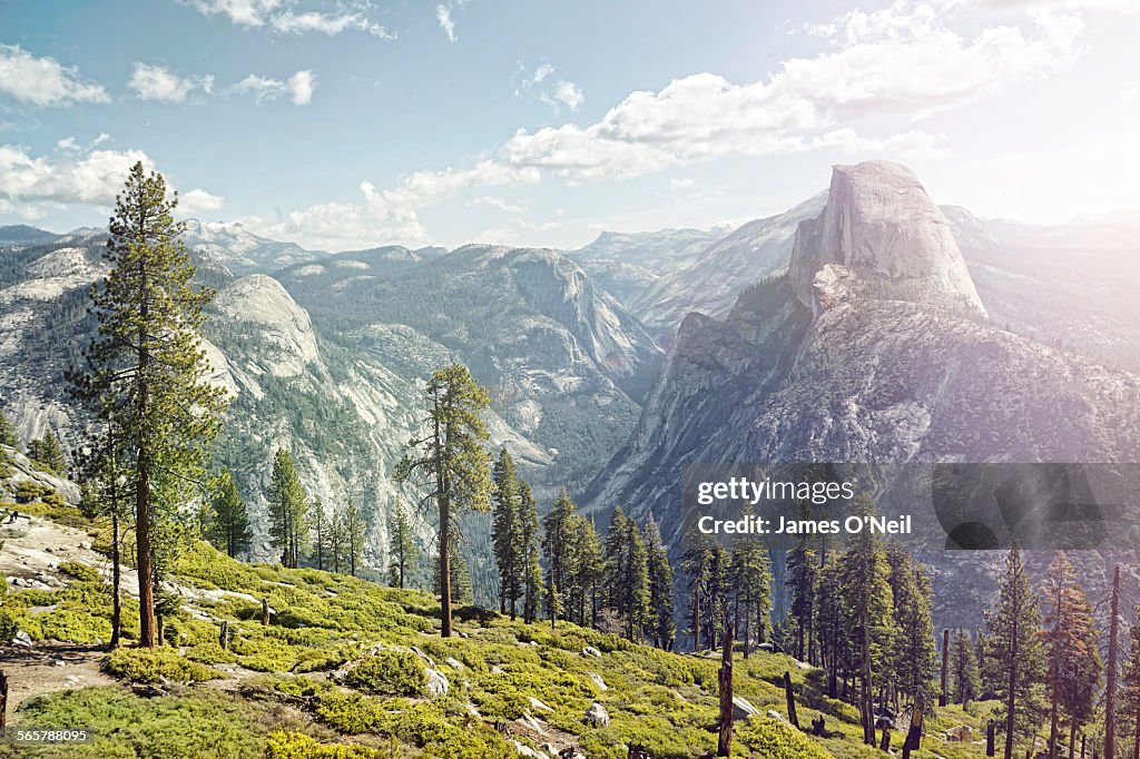 Half dome in yosemite with foreground trees