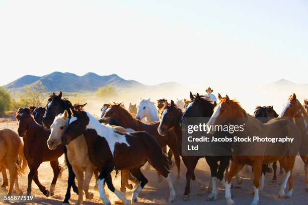 rancher herding horses on dirt path - horseback riding arizona stock pictures, royalty-free photos & images