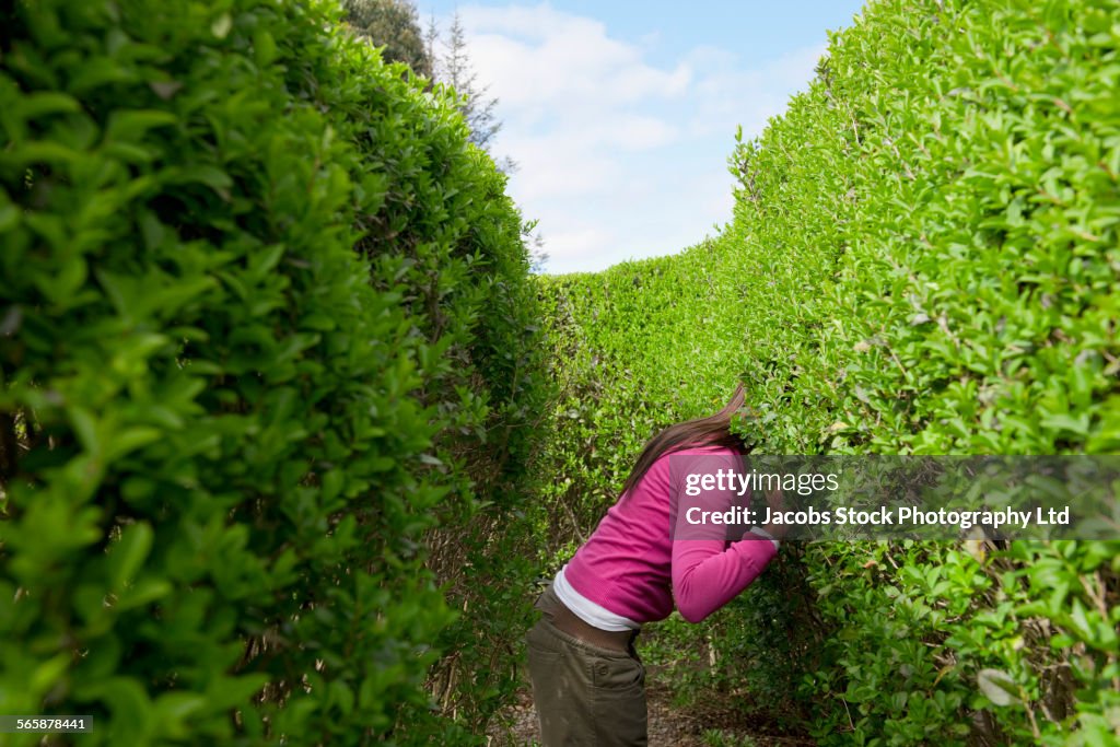 Lost Hispanic woman peering through maze hedges