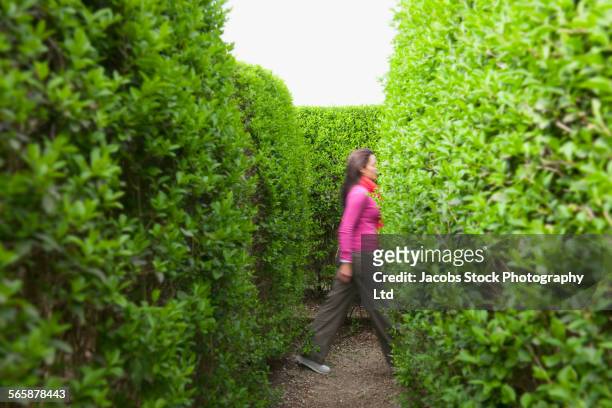 hispanic woman walking in hedge maze - launceston stock pictures, royalty-free photos & images