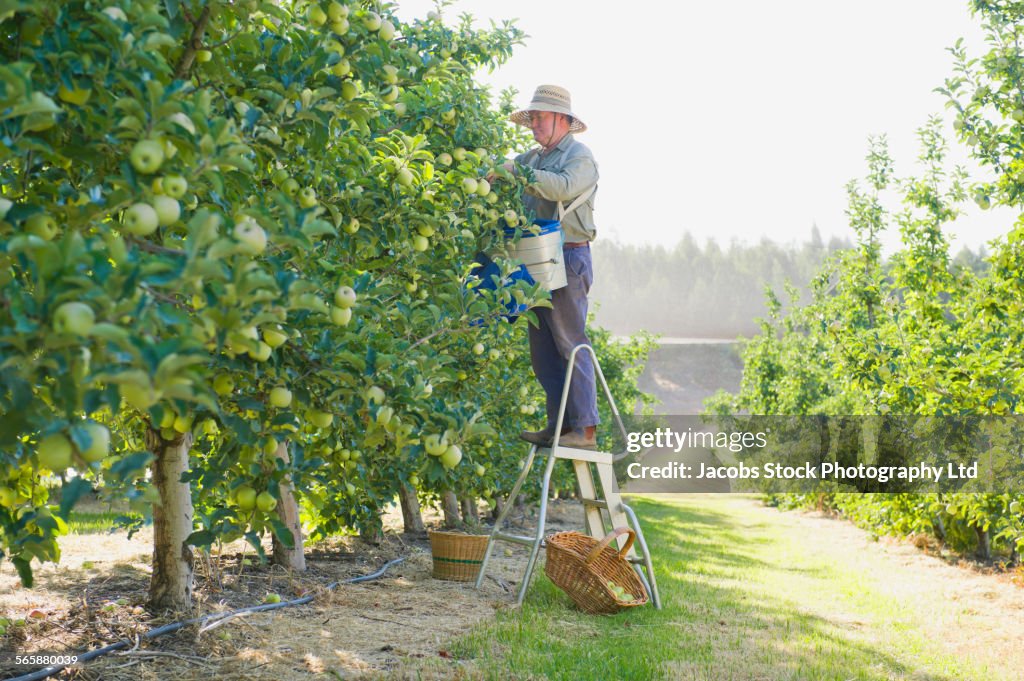 Caucasian farmer picking apples in orchard