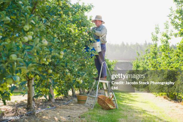 caucasian farmer picking apples in orchard - apple harvest stock pictures, royalty-free photos & images