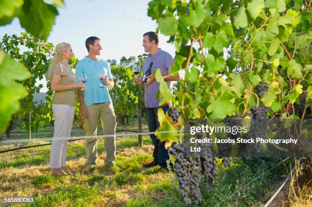 caucasian friends tasting wine in vineyard - australian vinyards stock pictures, royalty-free photos & images