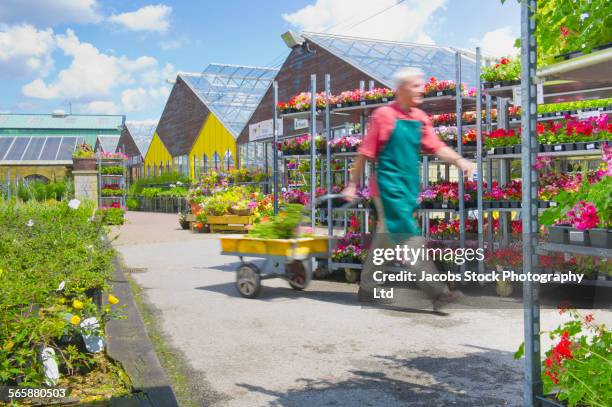 blurred view of caucasian gardener working in nursery - spalding england stock pictures, royalty-free photos & images