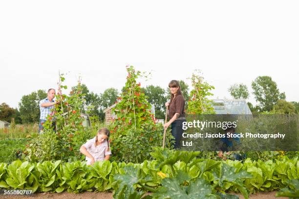 caucasian farmer family working together in farm fields - autossuficiência imagens e fotografias de stock