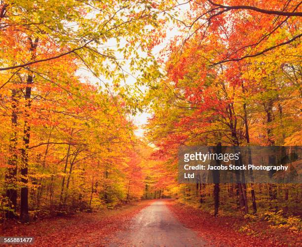 autumn trees over dirt path in forest - autunno foto e immagini stock