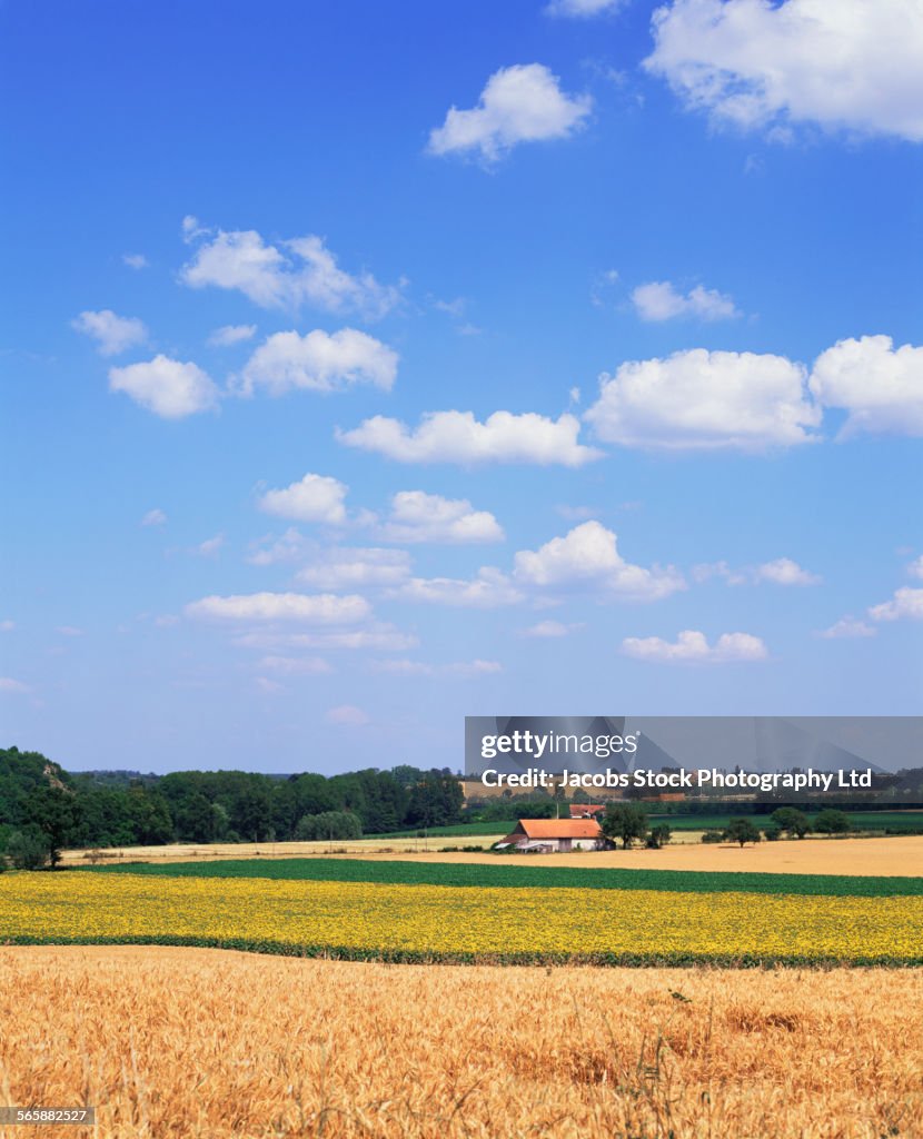 Crops in farm fields in rural landscape