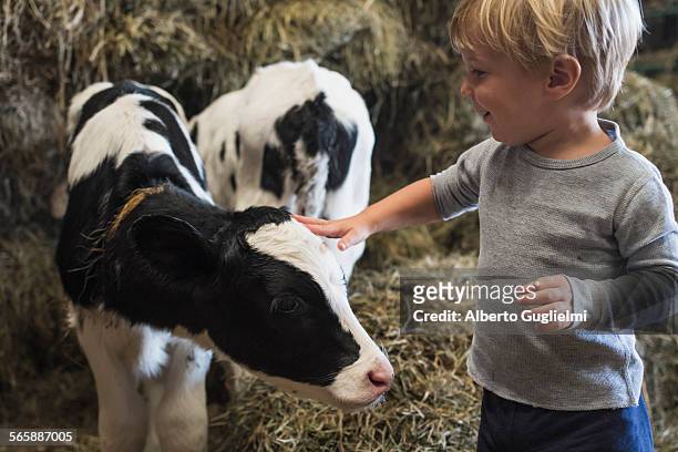 caucasian boy petting cow in barn - i love new york fotografías e imágenes de stock