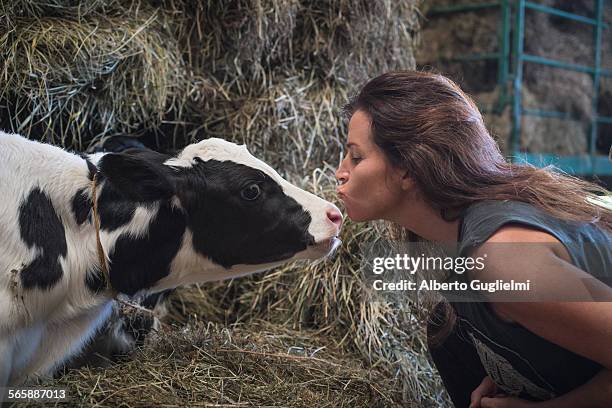 caucasian woman kissing cow in barn - i love new york stock-fotos und bilder