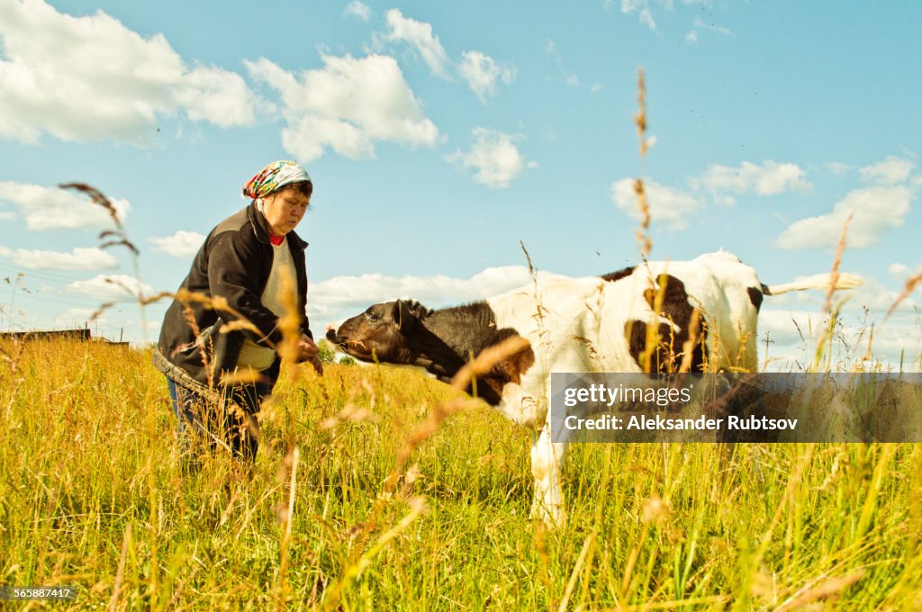 Caucasian farmer feeding cow in rural field