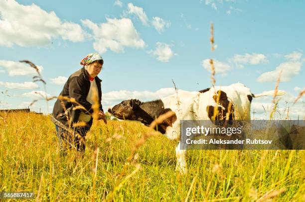 caucasian farmer feeding cow in rural field - agricultural field photos stock illustrations