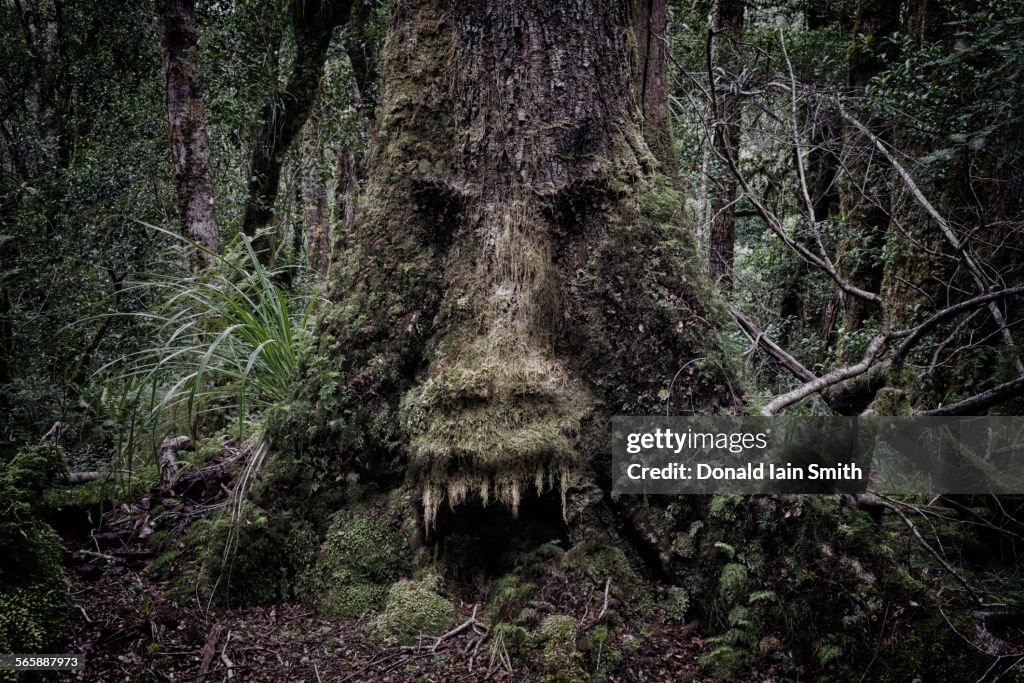 Face growing in moss on tree in lush forest