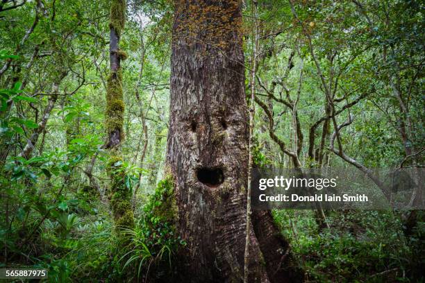 face growing on tree in lush forest - anthropomorphic face stock-fotos und bilder