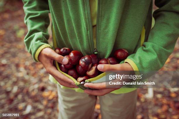 close up of mixed race boy gathering horse chestnuts in sweater - castagno foto e immagini stock