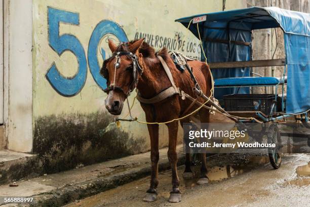 horse pulling cart on baracoa street, guantanamo, cuba - horsedrawn stock pictures, royalty-free photos & images