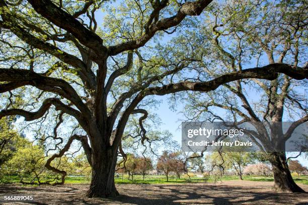 twisting trees growing in field - verwaltungsbezirk san joaquin county stock-fotos und bilder