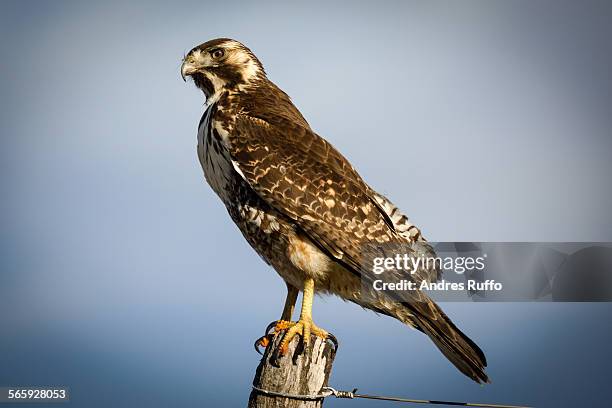 close-up of a creeping bird hawk - andres ruffo stock-fotos und bilder