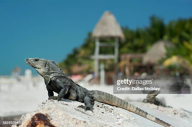 iguanas at the beach on holbox island, mexico - isla holbox stock-fotos und bilder