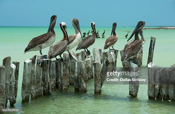 pelicans on old posts, in the shallows, holbox is. - isla holbox stock-fotos und bilder