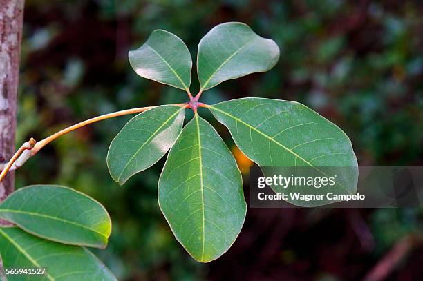 Octopus In Tree 255 Tree Octopus Stock Photos, High-Res Pictures, and Images - Getty Images