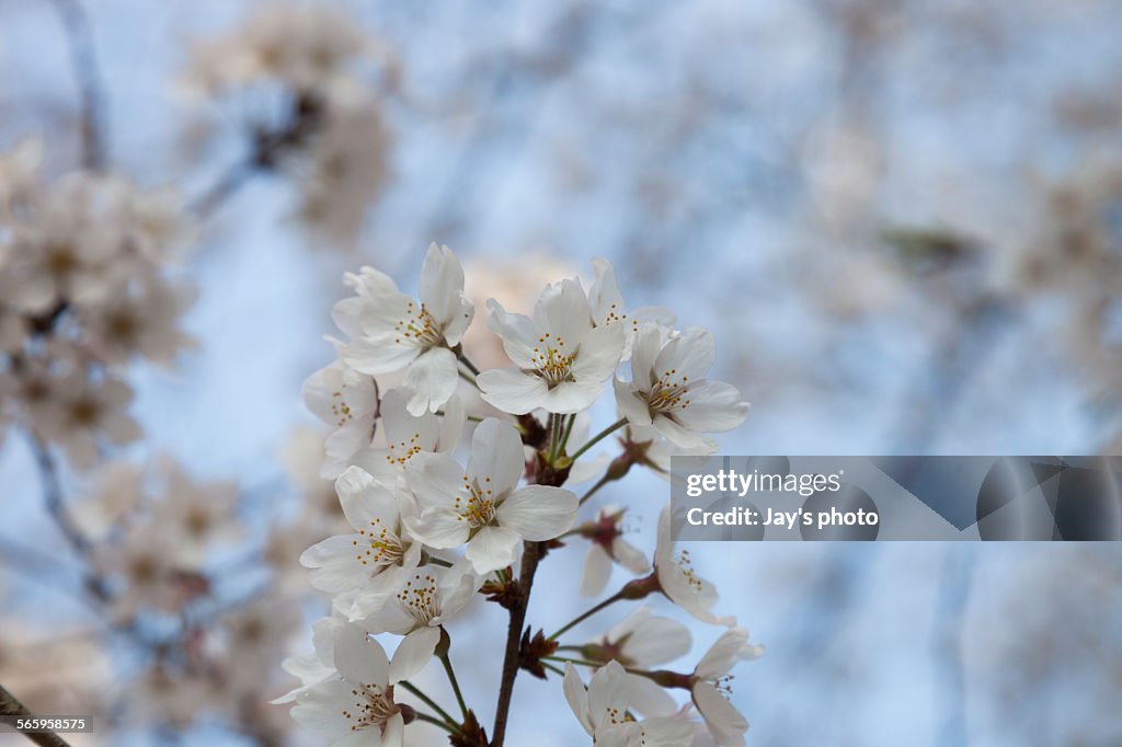 Pink cherry blossom in Kyoto in spring season