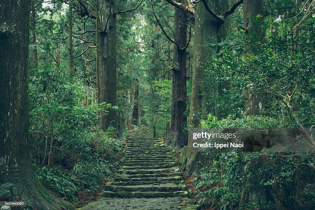 Old pilgrimage trail in forest, Kumano Kodo, Japan