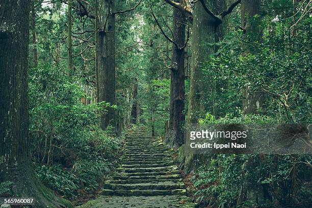 old pilgrimage trail in forest, kumano kodo, japan - wakayama prefecture stock pictures, royalty-free photos & images