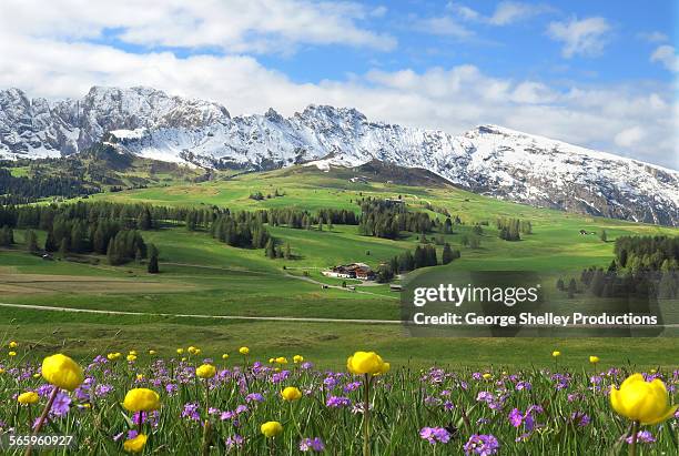 springtime meadow in alpe di siusi - alpes europeos fotografías e imágenes de stock