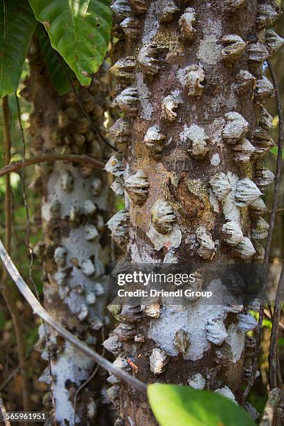 tropical tree with spiked bark - ceiba speciosa stock pictures, royalty-free photos & images