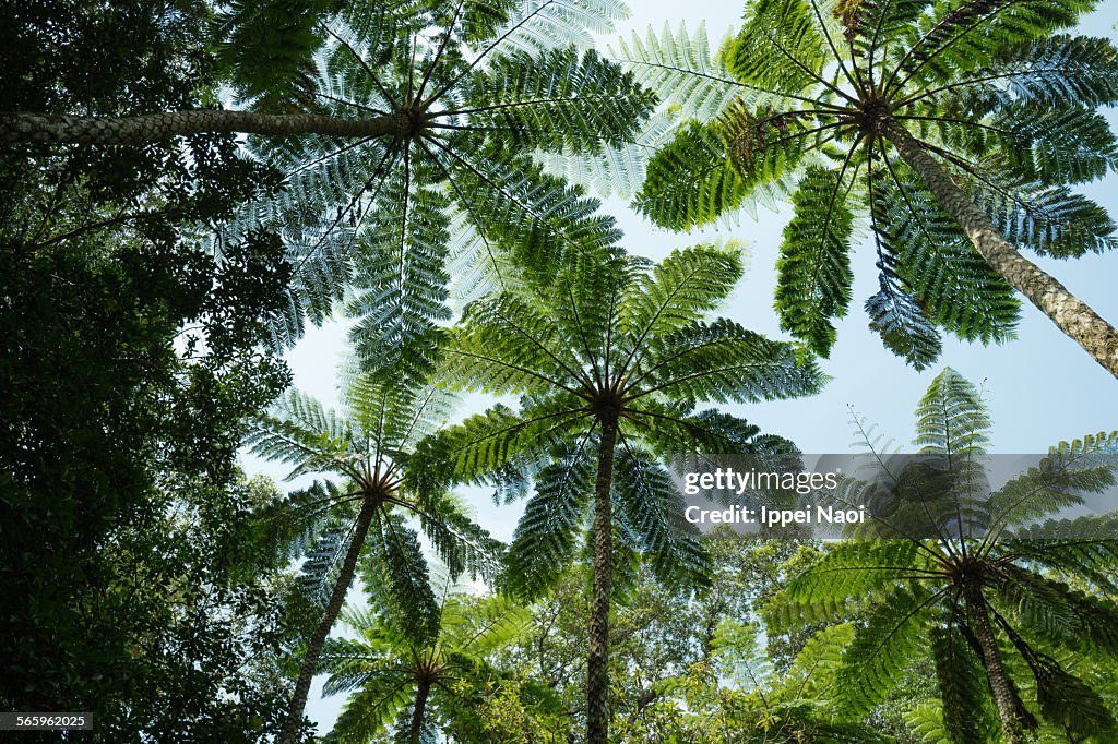 Looking up at tree fern canopy in jungle, Japan